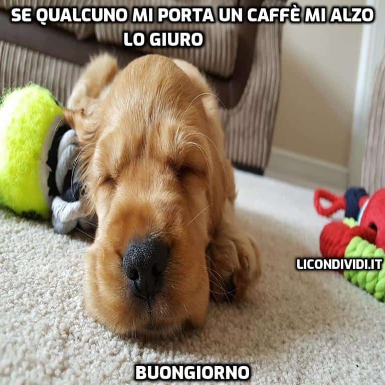 immagini buongiorno con cani