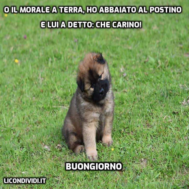 immagini buongiorno con cani