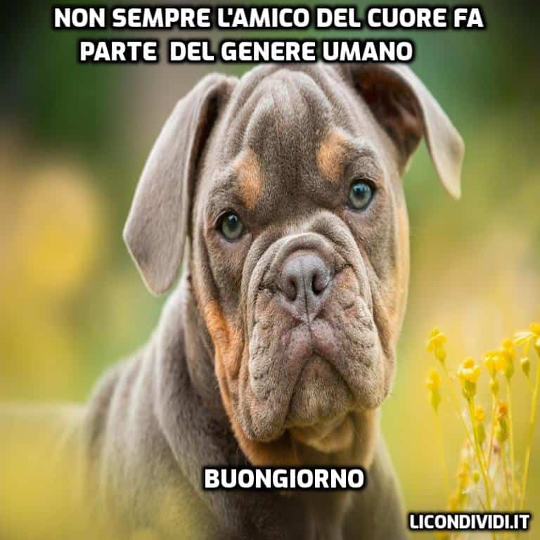 immagini buongiorno con cani