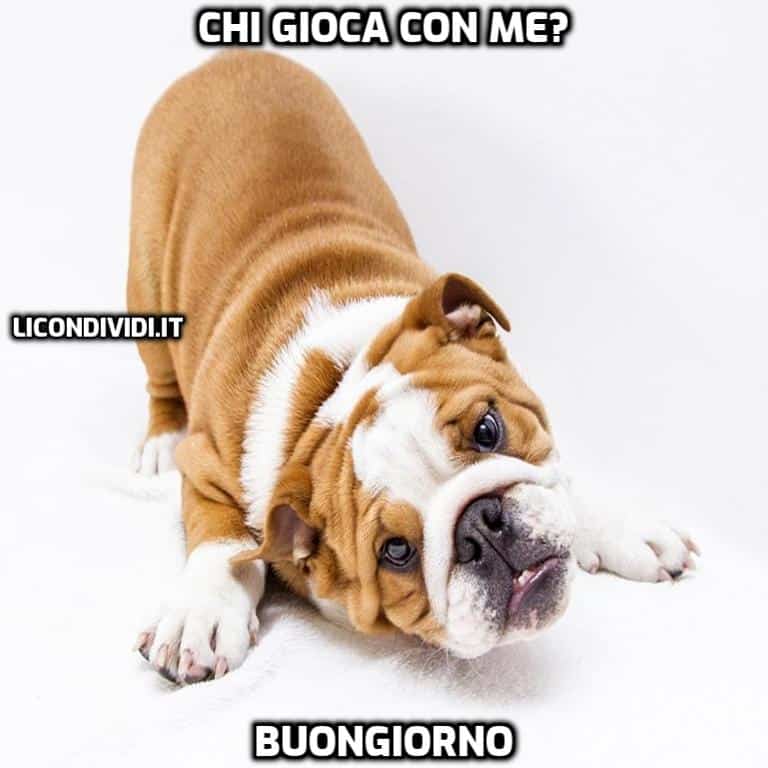 immagini buongiorno con cani