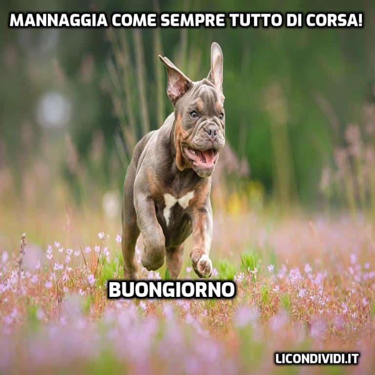 immagini buongiorno con cani