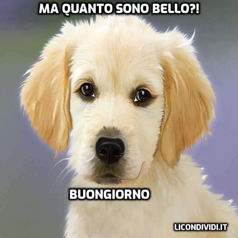 immagini buongiorno con cani