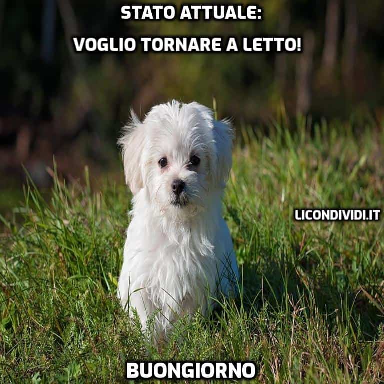 immagini buongiorno con cani