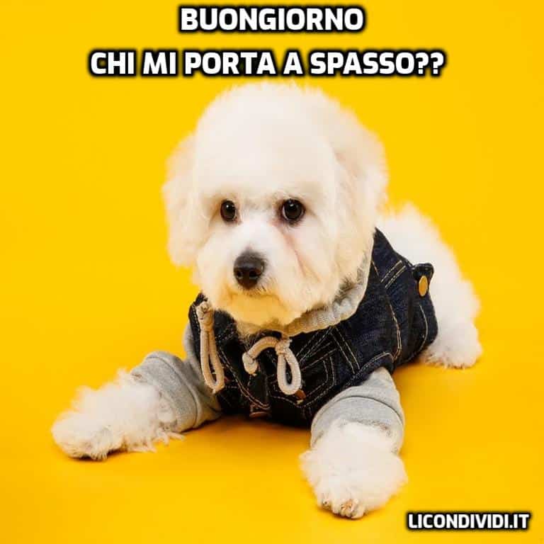 immagini buongiorno con cani