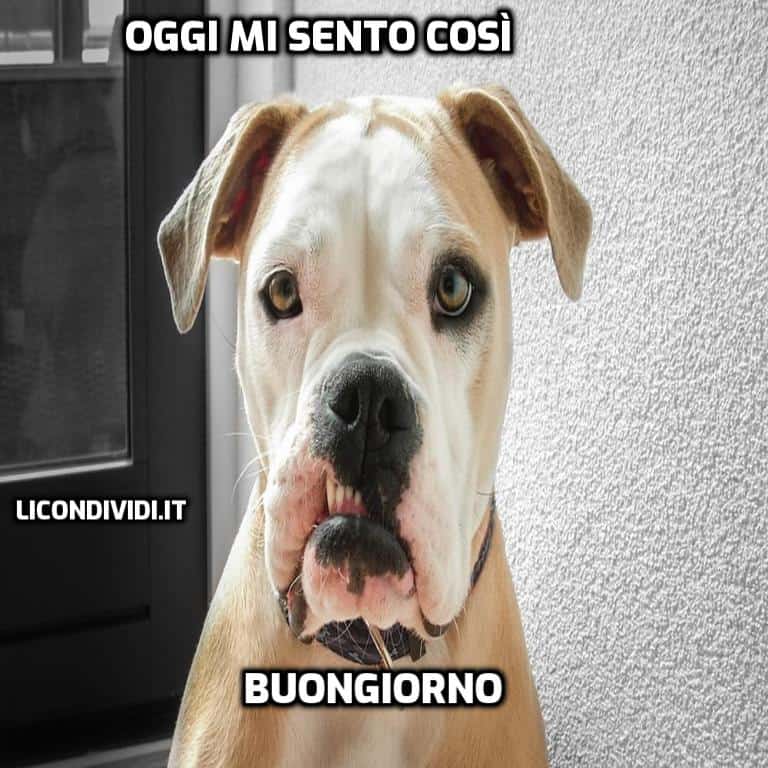 immagini buongiorno con cani