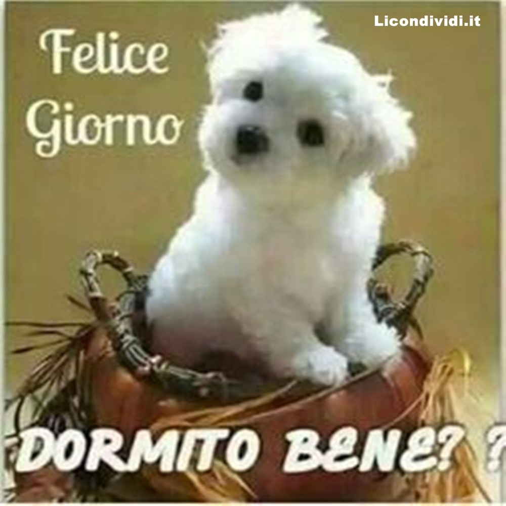 immagini buongiorno con cani