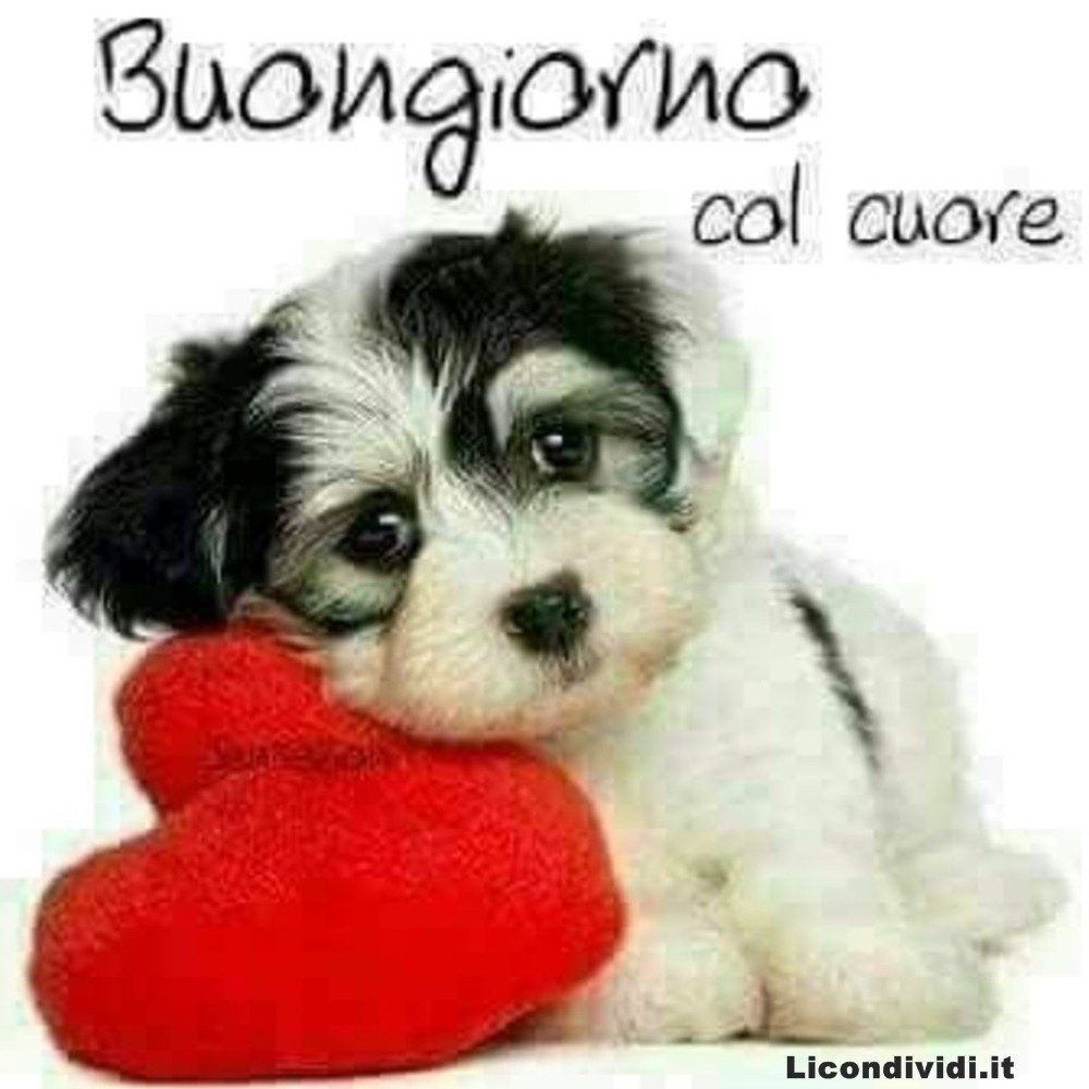 immagini buongiorno con cani