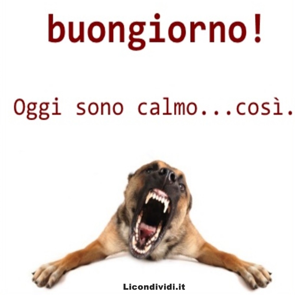 immagini buongiorno con cani