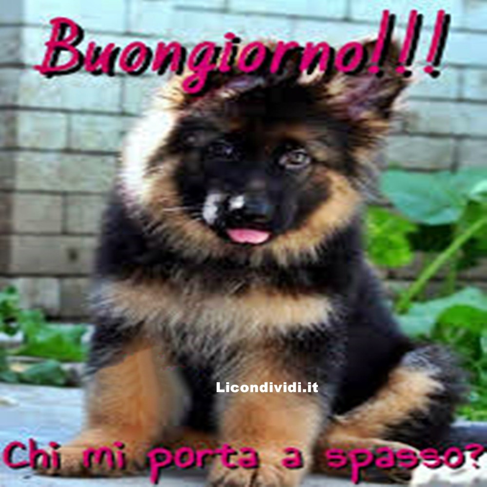 immagini buongiorno con cani