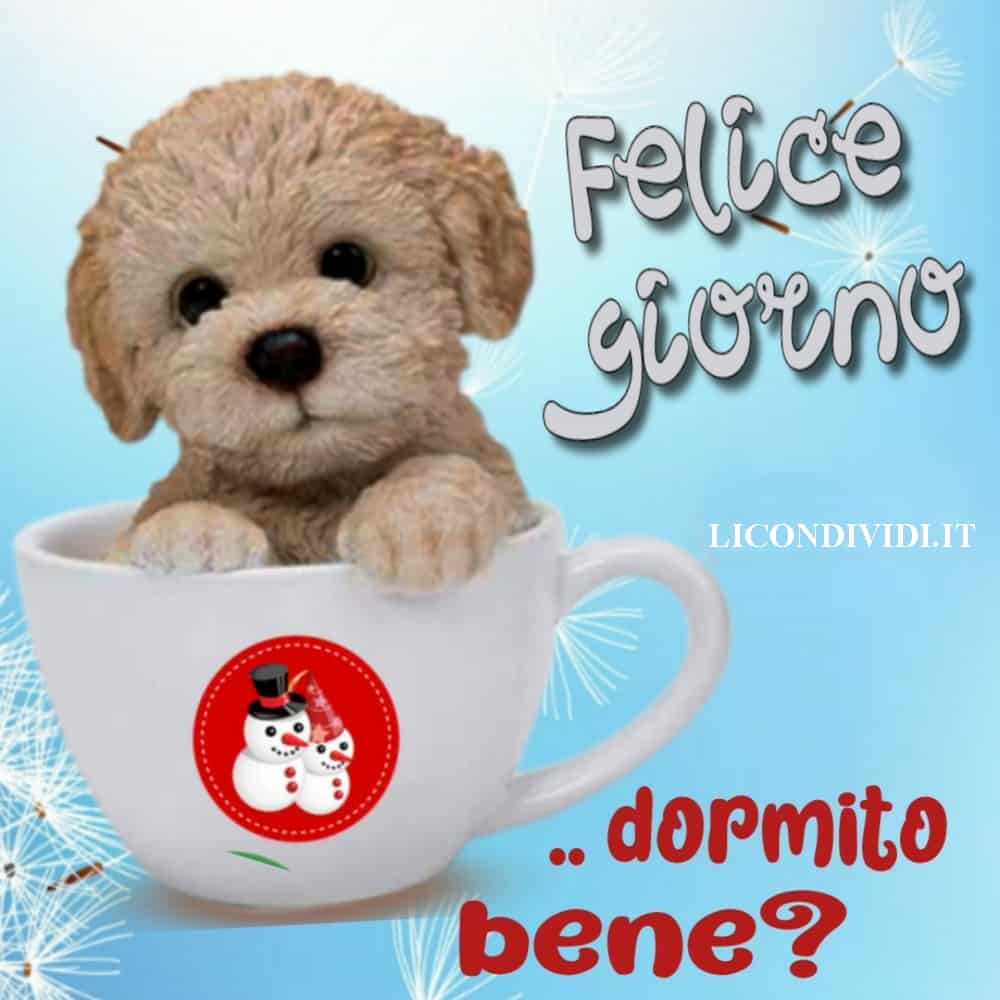 immagini buongiorno con cani