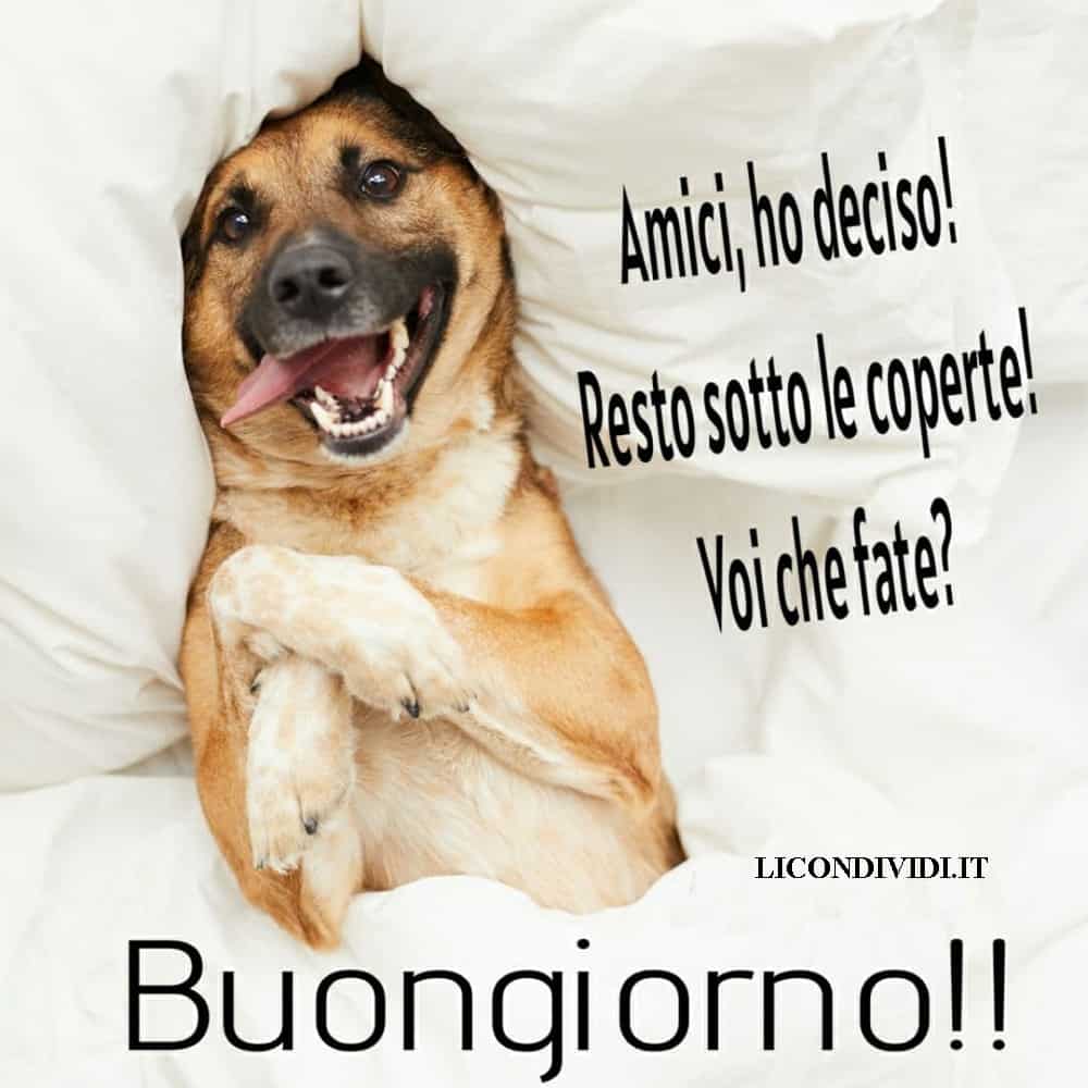 immagini buongiorno con cani