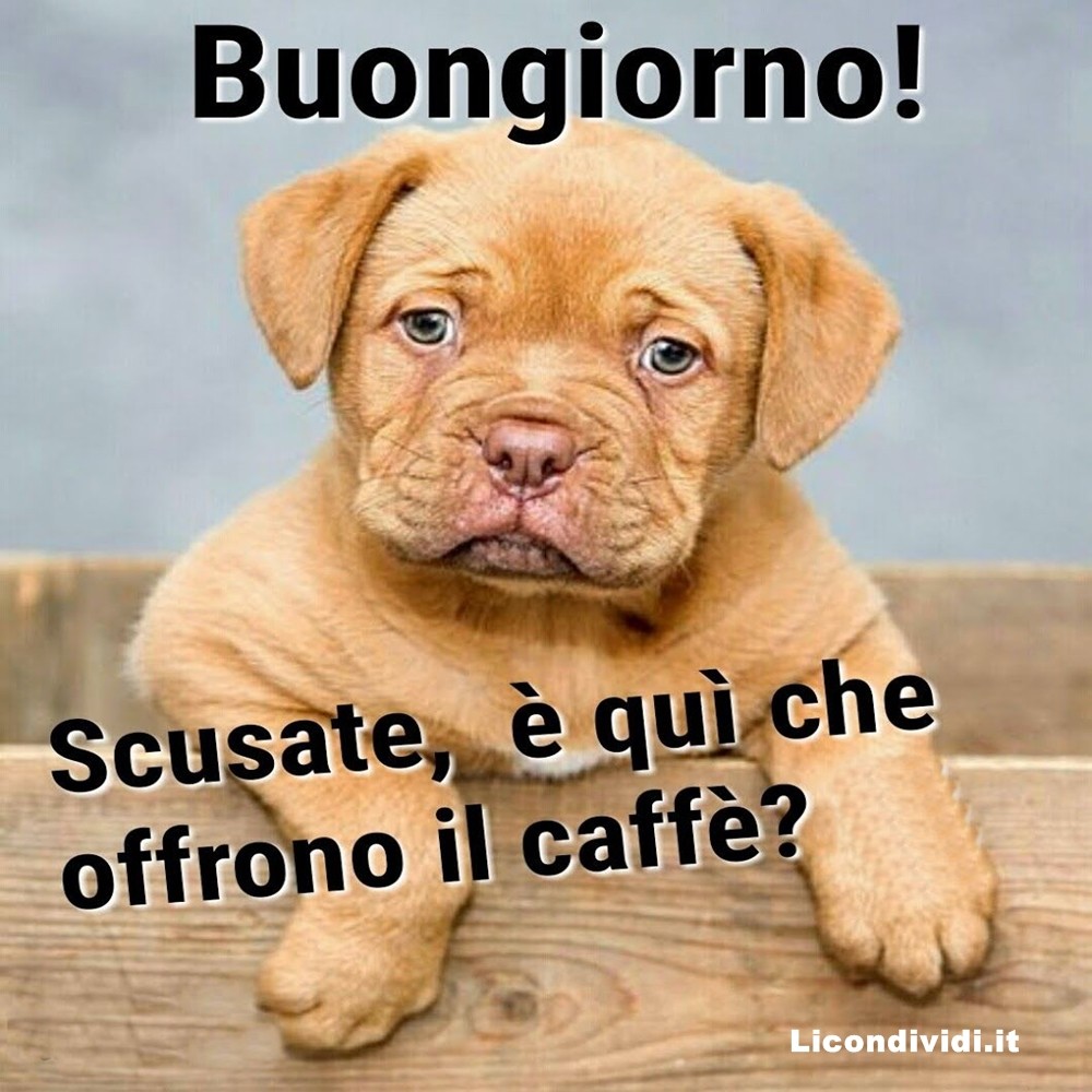 immagini buongiorno con cani