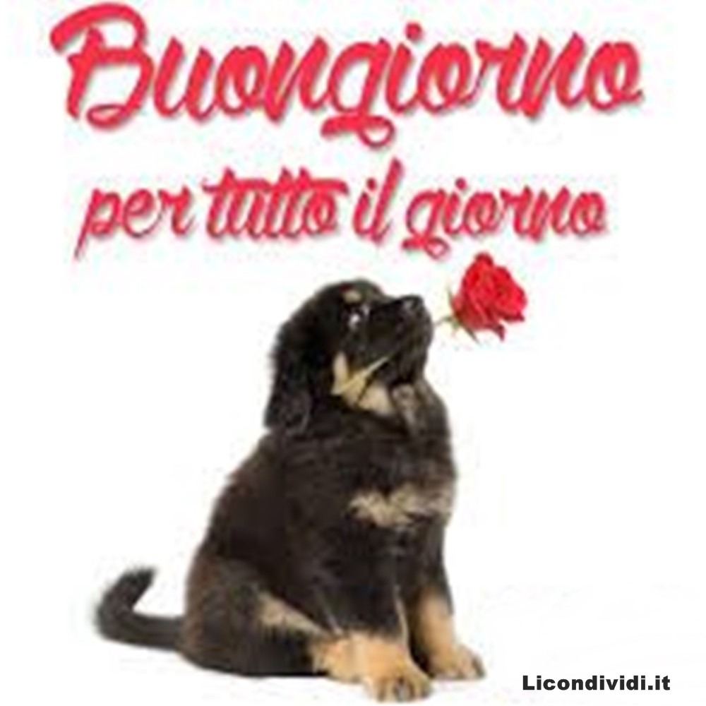 immagini buongiorno con cani