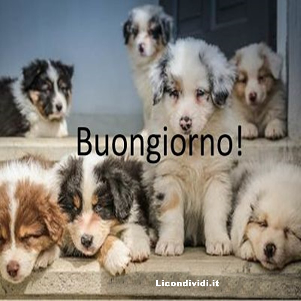 immagini buongiorno con cani