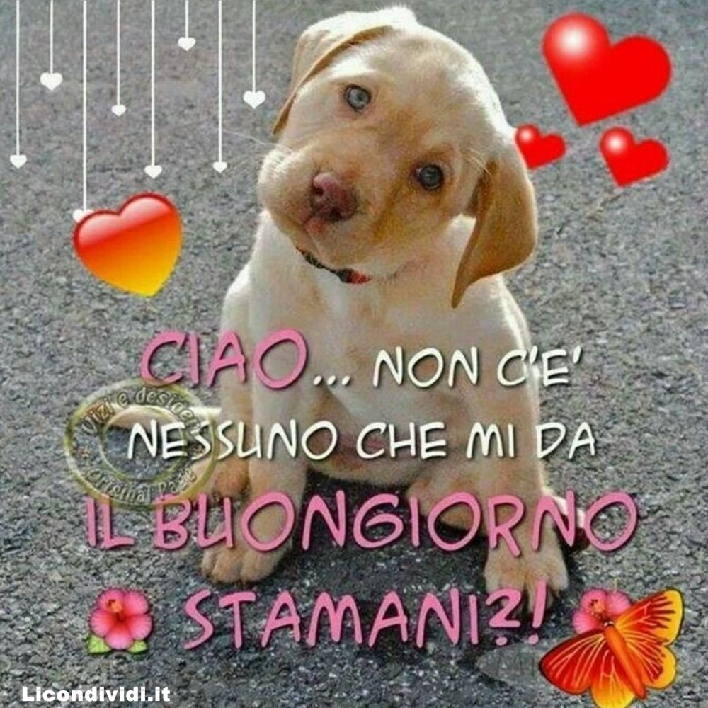 immagini buongiorno con cani