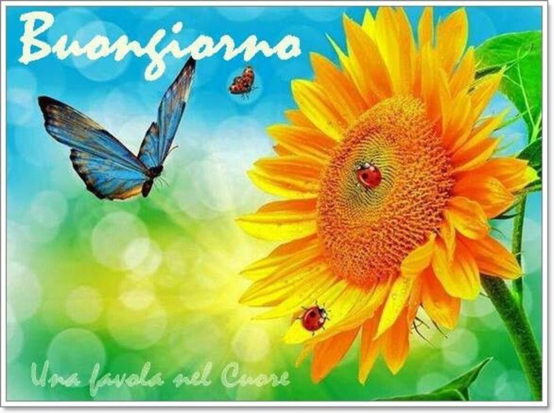 immagini buongiorno con fiori