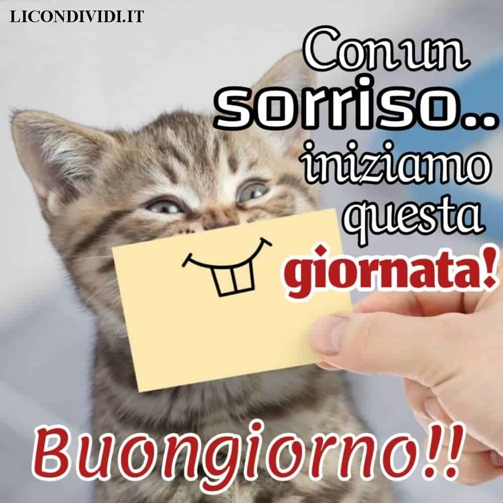  buongiorno gatti