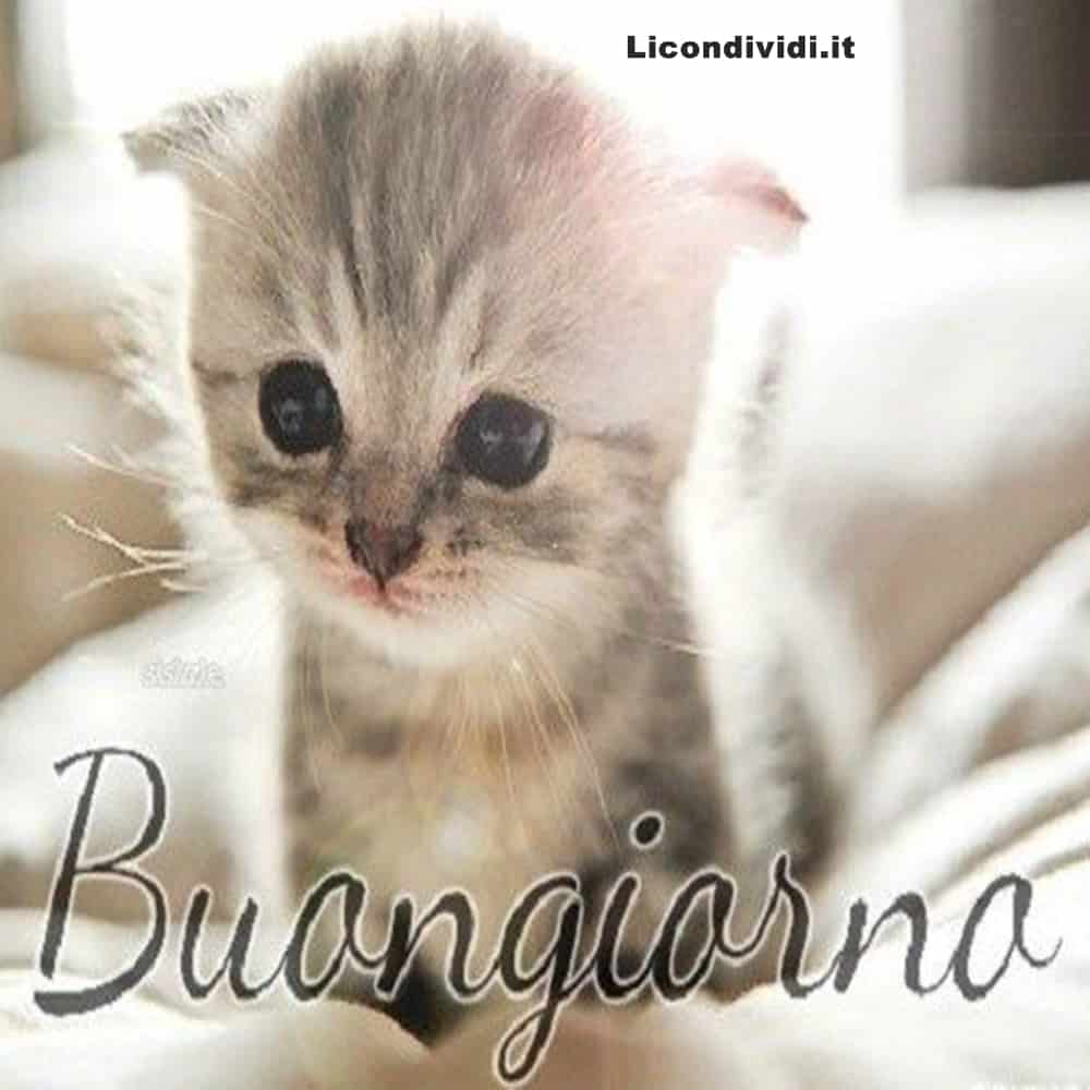  buongiorno gatti