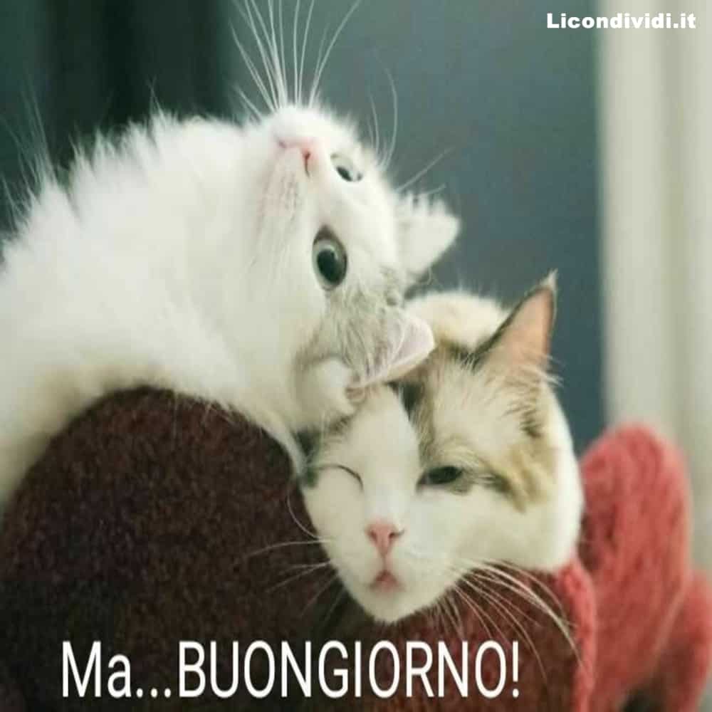  buongiorno gatti