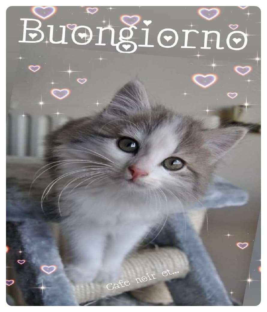 immagini buongiorno gatti