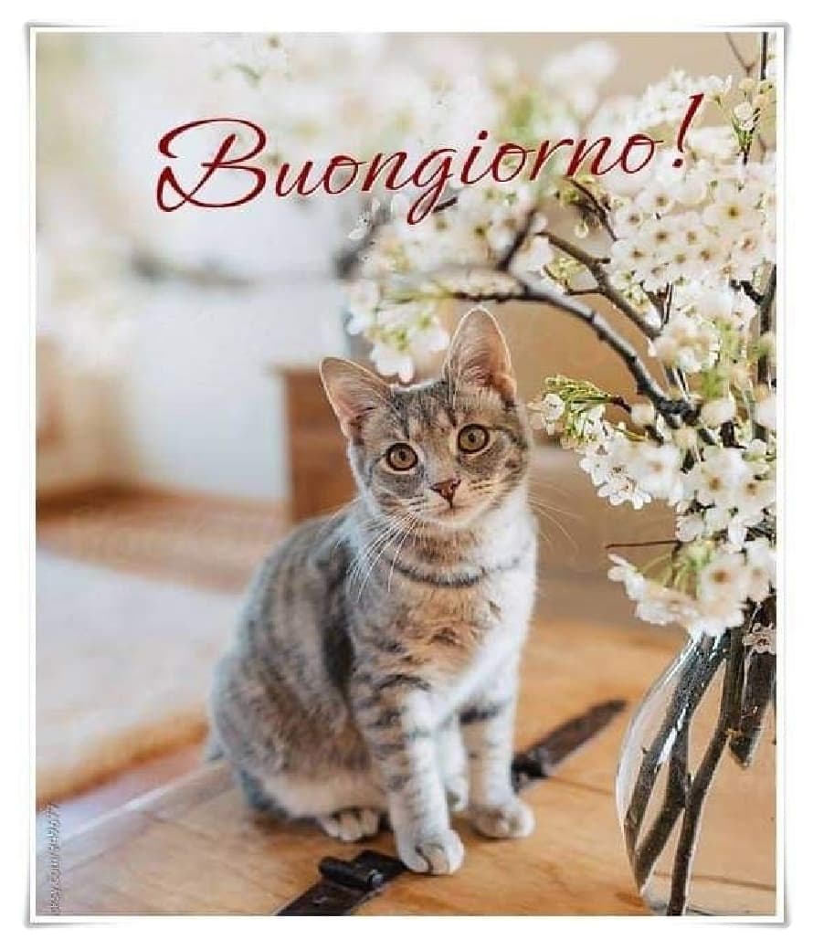 immagini buongiorno gatti