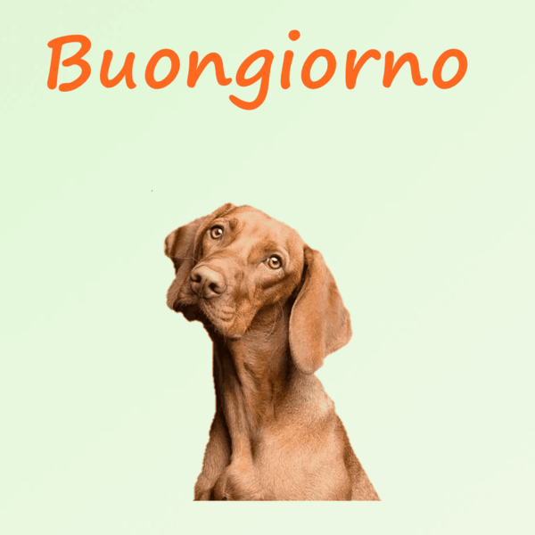 immagini buongiorno