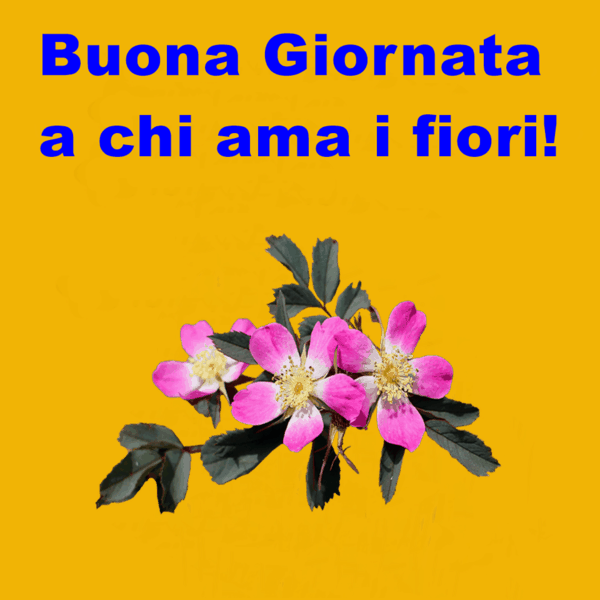 immagini buongiorno