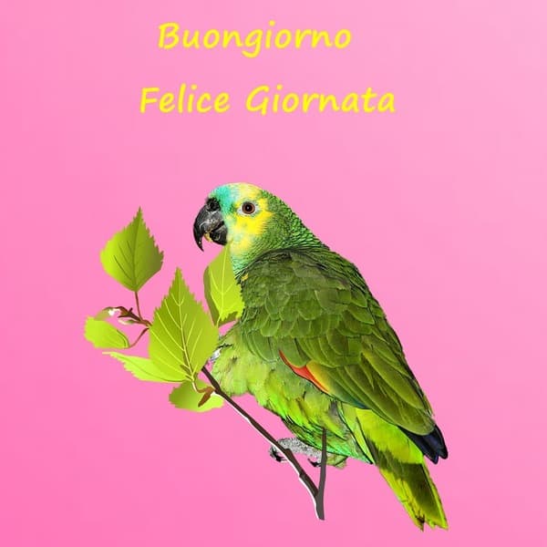 immagini buongiorno