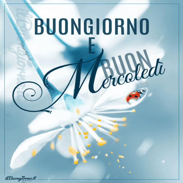 immagini buon Mercoledi
