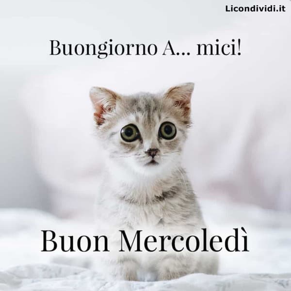 immagini buon Mercoledi