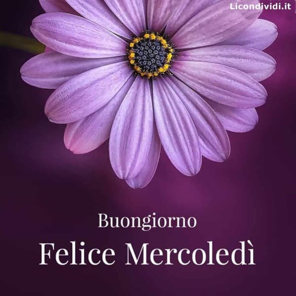 immagini buon Mercoledi